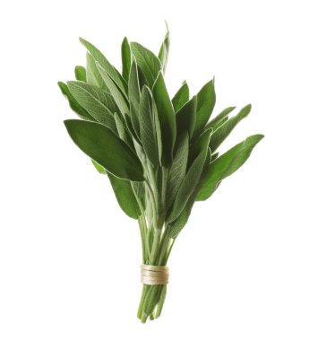 Bir grup taze adaçayı beyazda izole edilmiş.