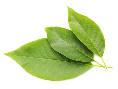 Beyaz zemin üzerinde yeşil ceviz ağacı yaprakları, üst görünüm