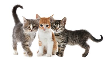 Beyaz arka planda bir grup şirin kedi yavrusu