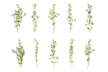 Beyaz arkaplanda aromatik kekik ile ayarla 