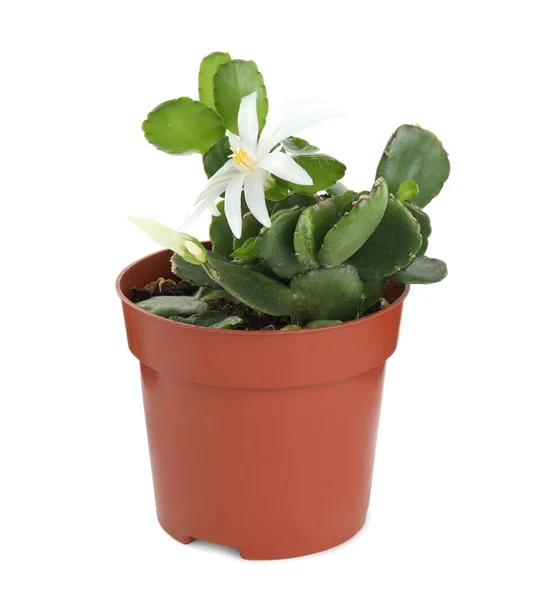 Beautiful Blooming Schlumbergera Christmas Thanksgiving Cactus Isolated White — Stock Photo, Image