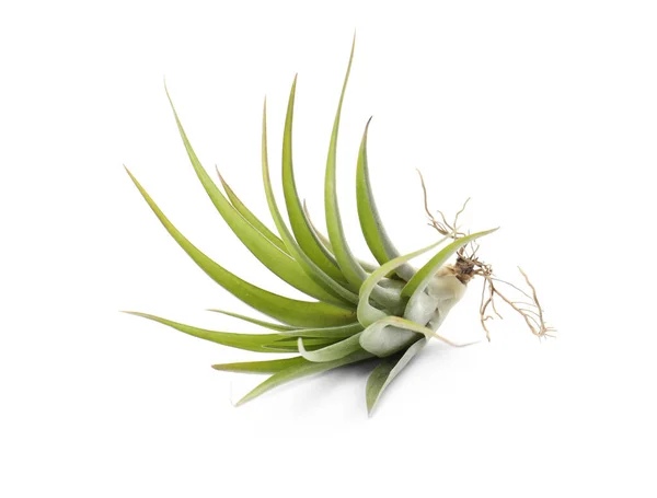 Hermosa Tillandsia Aislada Blanco Planta Exótica — Foto de Stock