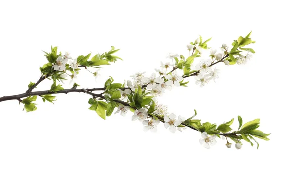 Kirschbaumzweig Mit Schönen Blüten Isoliert Auf Weiß — Stockfoto