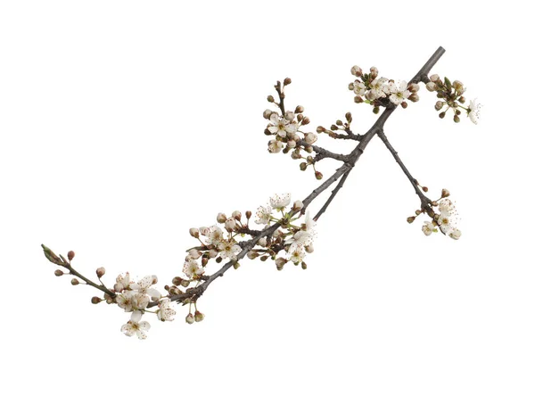 Beyaz Üzerine Izole Edilmiş Güzel Çiçekleri Olan Kiraz Ağacı Dalı — Stok fotoğraf