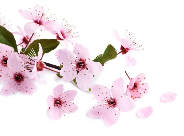 Ramo Árvore Sakura Com Belas Flores Rosa Isoladas Branco — Fotografia de Stock