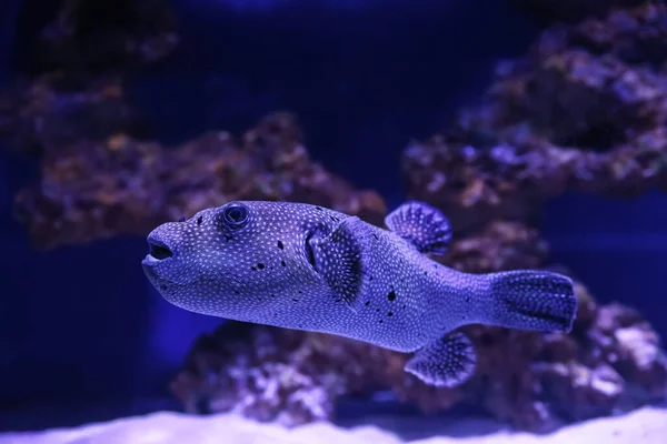 水族館で泳ぐ美しい熱帯フグ — ストック写真