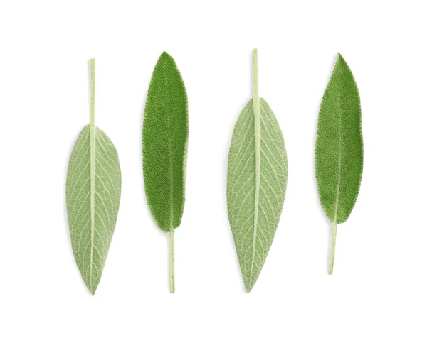 Färska Gröna Salvia Blad Isolerade Vit Ovanifrån — Stockfoto