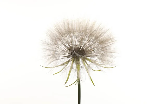 Güzel Pofuduk Karahindiba Çiçeği Bembeyaz — Stok fotoğraf