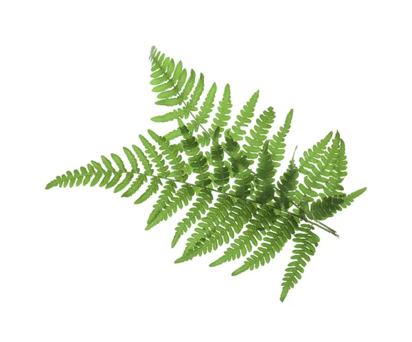 Beautiful Tropical Fern Leaves White Background — Stock Photo, Image