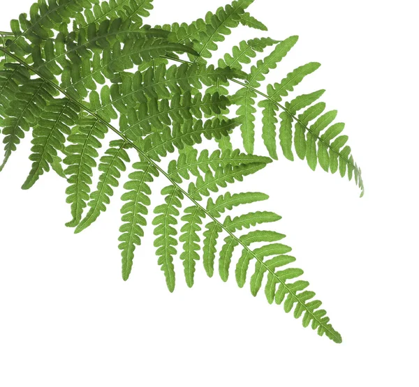 Красивые Тропические Листья Папоротника Белом Фоне — стоковое фото