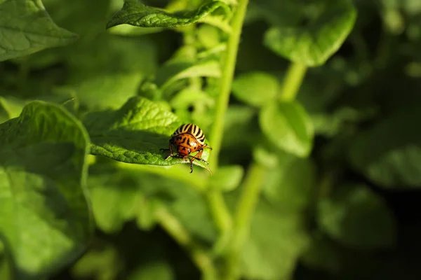 Colorado Potato Beetle Green Plant Outdoors Closeup — Stock Photo, Image