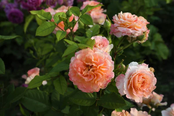 Vackra Blommande Korallrosor Buske Utomhus — Stockfoto