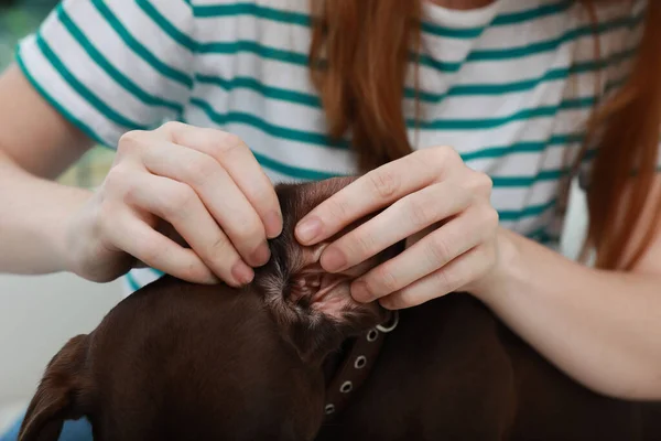 Mujer Examinando Oreja Perro Busca Garrapatas Primer Plano —  Fotos de Stock