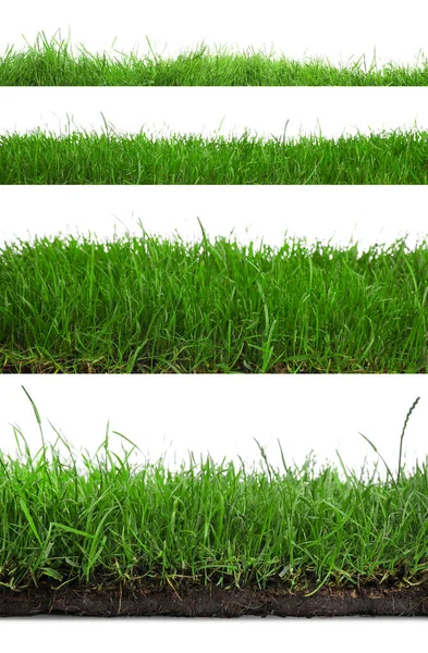 Mooi Weelderig Groen Gras Witte Achtergrond Collage — Stockfoto