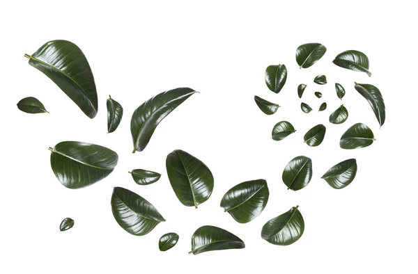 Lindas Folhas Verdes Frescas Voando Fundo Branco Colagem — Fotografia de Stock