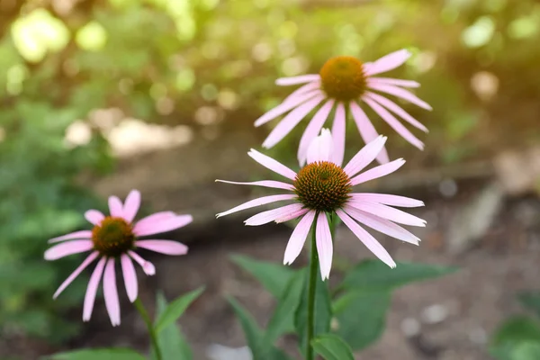 Schöne Rosa Echinacea Blüten Die Sonnigen Tagen Freien Wachsen — Stockfoto