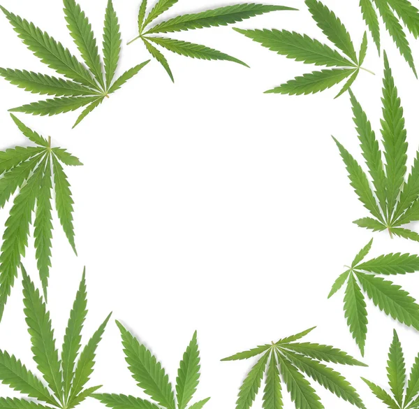 白い背景に緑の麻の葉のフレーム — ストック写真