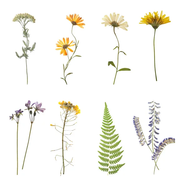 Set Beautiful Dried Meadow Flowers White Background — Stock Photo, Image