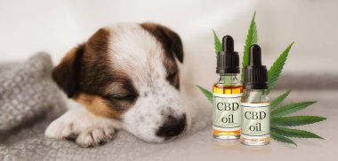 Bir şişe CBD yağı ve battaniyenin üzerinde uyuyan şirin bir köpek yavrusu.