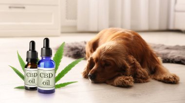 Bir şişe CBD yağı ve yerde uyuyan sevimli bir köpek. 
