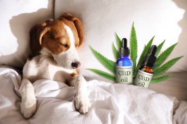 Bir şişe CBD yağı ve yatakta uyuyan sevimli bir köpek. 