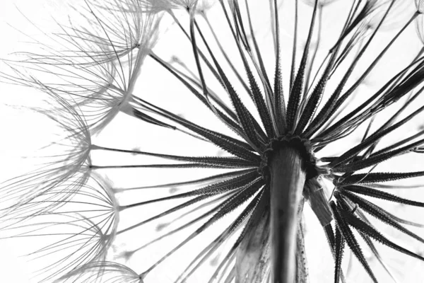 Karahindiba Tohumu Başı Yakın Plan Siyah Beyaz Ton — Stok fotoğraf