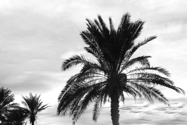 Tropische Palmen Und Schöner Himmel Hintergrund Schwarz Weißer Ton — Stockfoto