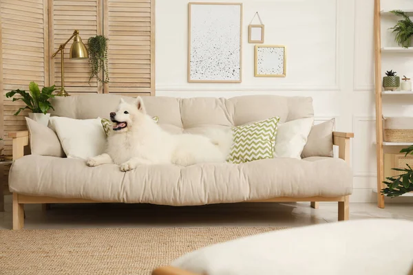 Schattige Samoyed Hond Bank Woonkamer — Stockfoto