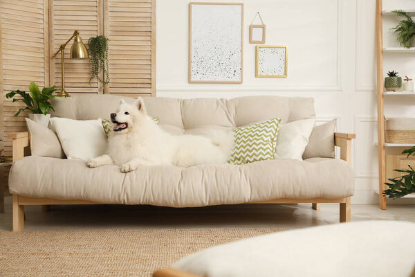 Adorable Samoyed dog on sofa in living room