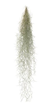 Beautiful tillandsia isolated on white. Exotic houseplant clipart