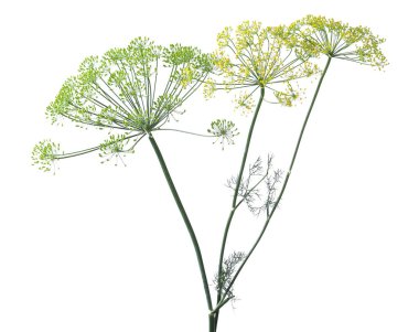 Taze yeşil dereotları ve beyaz çiçekleri var.