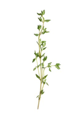 Beyaz arka planda akromatik kekik filizi. Taze bitki.