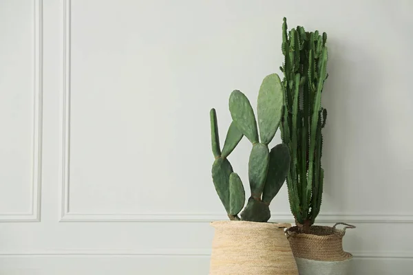 Beautiful Potted Cacti White Wall Indoors Space Text Interior Element — Stock Photo, Image