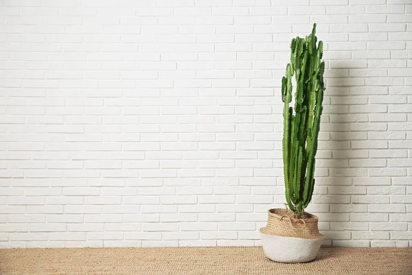Beau Cactus Pot Près Mur Briques Blanches Espace Pour Texte — Photo