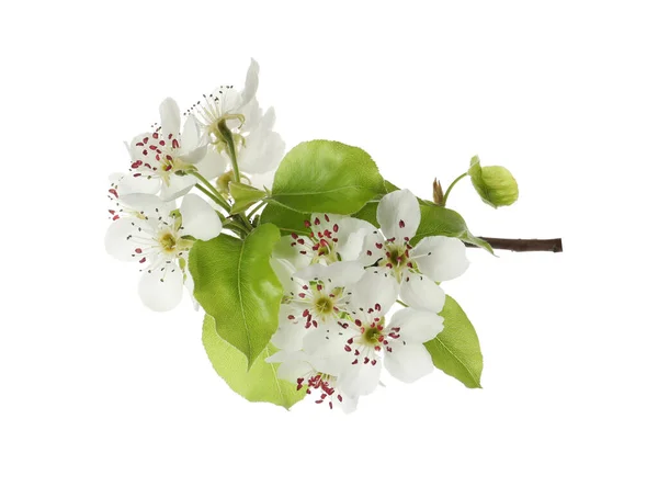 Όμορφο Ανθισμένο Κλαδί Αχλαδιού Λουλούδια Λευκό Φόντο — Φωτογραφία Αρχείου