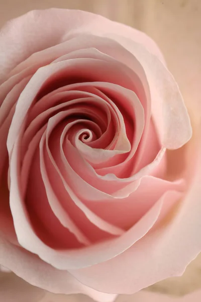 Piękna Różowa Róża Widok Bliska Wystrój Kwiatowy — Zdjęcie stockowe