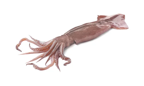 Raw Squid Isolated White Fresh Seafood — Stock Photo, Image