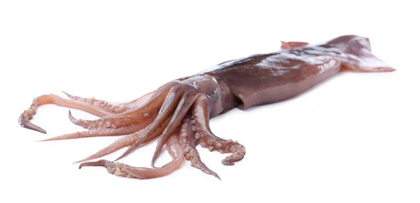 Raw Squid Isolated White Fresh Seafood — Stock Photo, Image