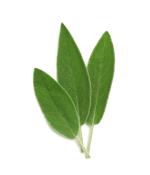 Hojas Salvia Verde Fresca Aisladas Blanco Vista Superior — Foto de Stock