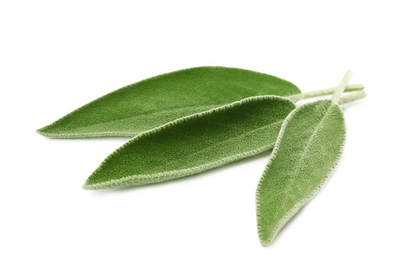 Foglie Fresche Salvia Verde Isolate Bianco — Foto Stock