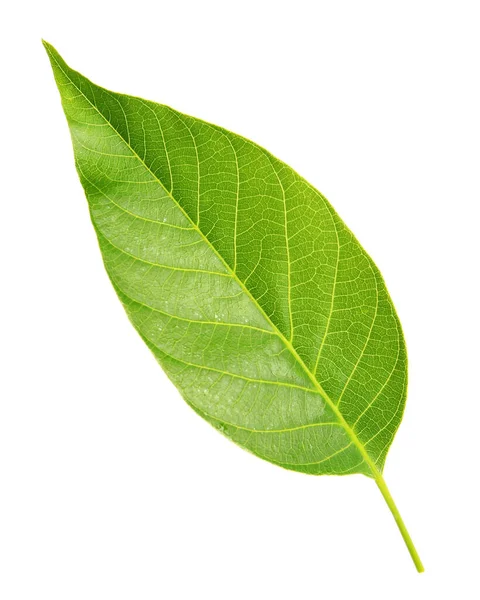 Zelený List Ořechového Stromu Izolovaný Bílém — Stock fotografie