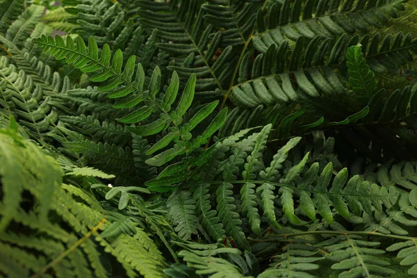 緑豊かな葉を背景にした緑のシダ植物 — ストック写真