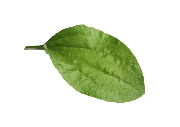 Hoja Plátano Hoja Ancha Verde Fresca Aislada Blanco — Foto de Stock