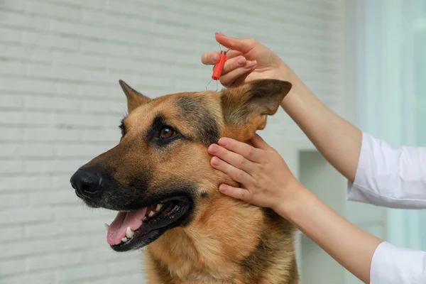 Veterinário Tirando Carrapatos Fora Cão Dentro Casa Close — Fotografia de Stock