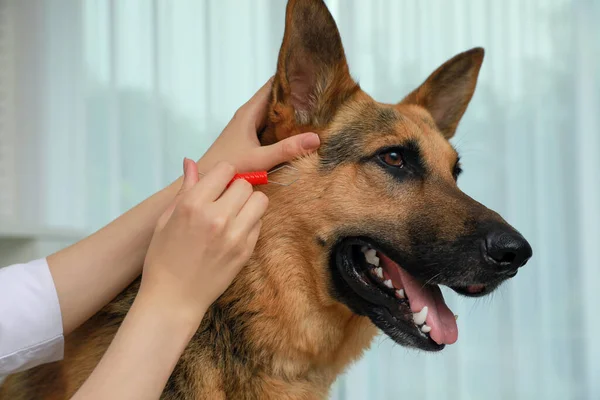 Veterinário Tirando Carrapatos Fora Cão Dentro Casa Close — Fotografia de Stock