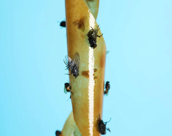 Cinta Adhesiva Insectos Con Moscas Muertas Sobre Fondo Turquesa Primer —  Fotos de Stock