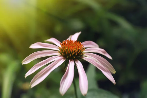 Schöne Rosa Echinacea Blume Die Freien Wächst Nahaufnahme — Stockfoto