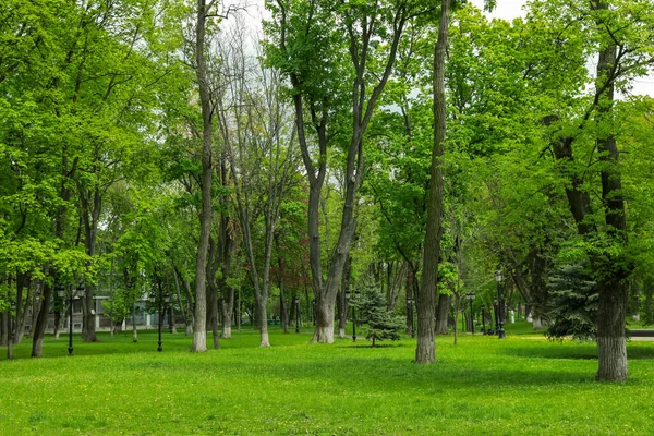 Beau Parc Avec Pelouse Verte Arbres Par Une Journée Ensoleillée — Photo