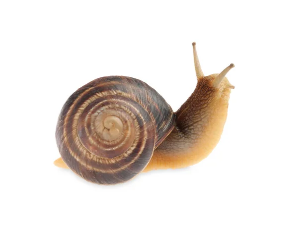 Escargot Jardin Commun Rampant Sur Fond Blanc — Photo