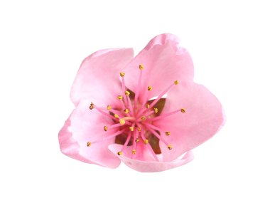 Güzel sakura ağacı çiçeği bembeyaz